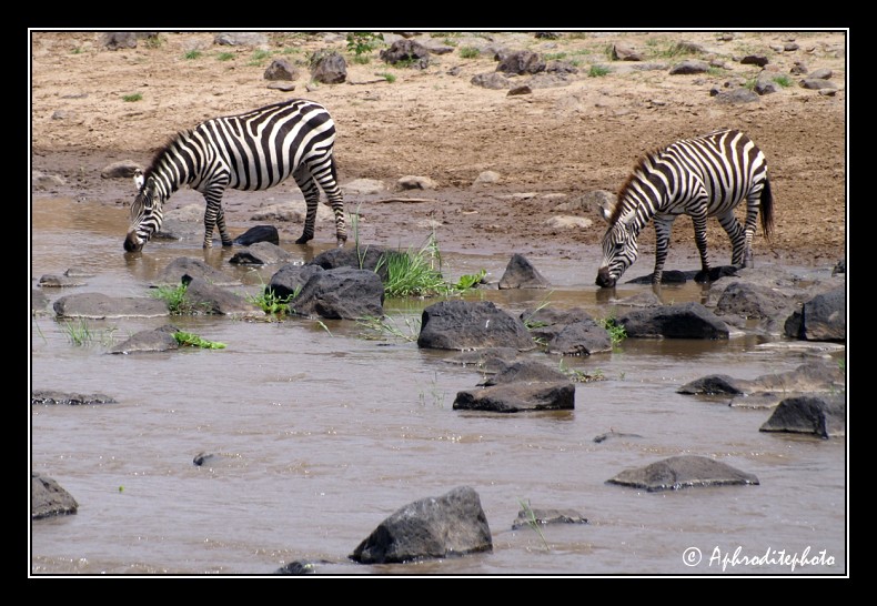 47 Safari Kenya